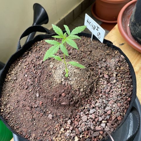 Late Outdoor season 25 - turned inside :D 1 AK48#2 auto  growlog timeline photo