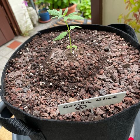 Late Outdoor season 25 - turned inside :D 1 AK48#2 auto  growlog timeline photo