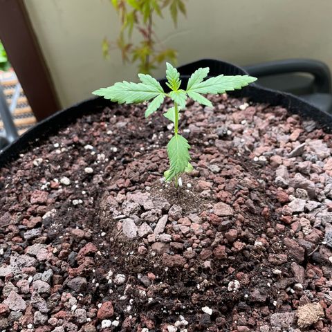 Late Outdoor season 25 - turned inside :D 1 AK48#2 auto  growlog timeline photo