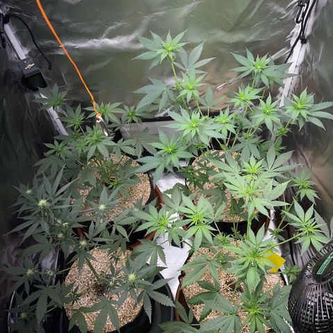 Girl Scout Cookies Fem by KilliczGe growlog timeline photo