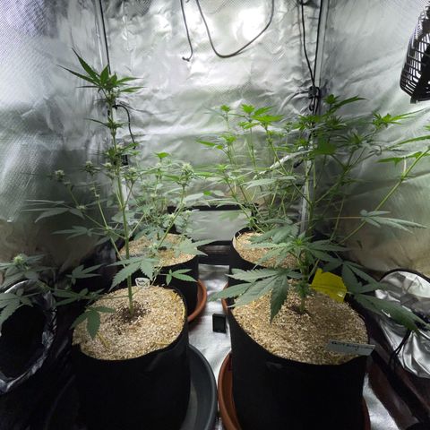 Girl Scout Cookies Fem by KilliczGe growlog timeline photo