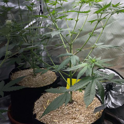 Girl Scout Cookies Fem by KilliczGe growlog timeline photo