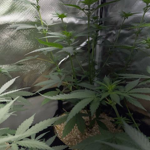 Tangerine Dream Fem by KilliczGe growlog timeline photo