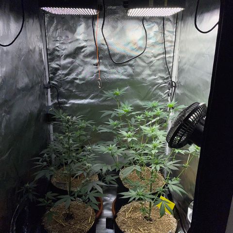 Girl Scout Cookies Fem by KilliczGe growlog timeline photo