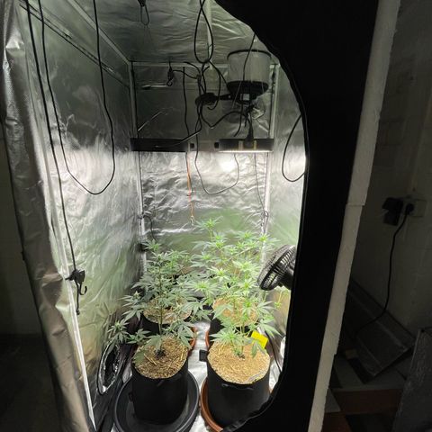 Girl Scout Cookies Fem by KilliczGe growlog timeline photo