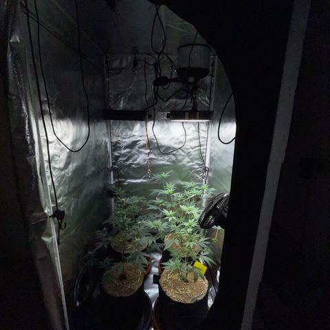 Girl Scout Cookies Fem by KilliczGe growlog timeline photo