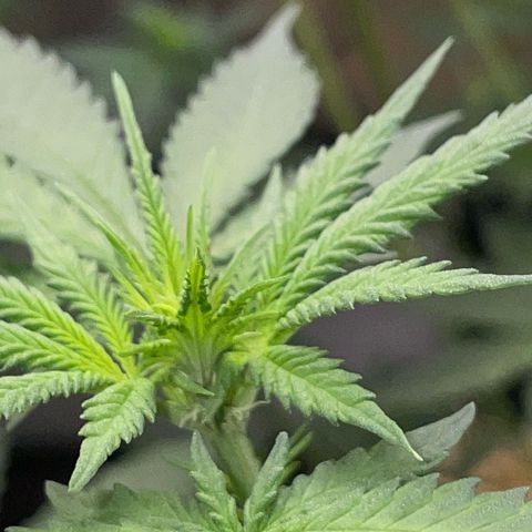 Girl Scout Cookies Fem by KilliczGe growlog timeline photo