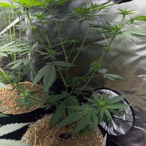 Girl Scout Cookies Fem by KilliczGe growlog timeline photo
