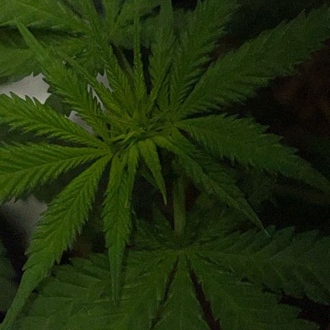 Girl Scout Cookies Fem by KilliczGe growlog timeline photo