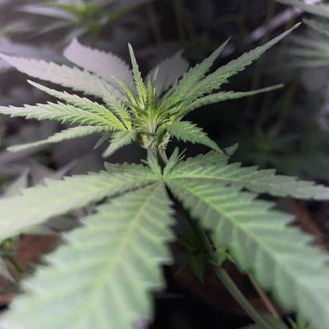Girl Scout Cookies Fem by KilliczGe growlog timeline photo