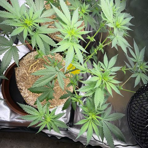 Girl Scout Cookies Fem by KilliczGe growlog timeline photo
