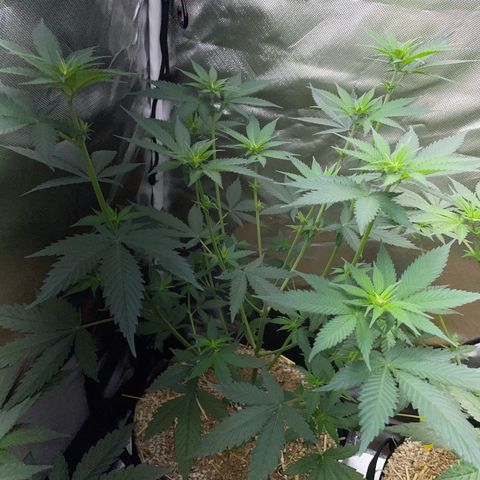 Tangerine Dream Fem by KilliczGe growlog timeline photo