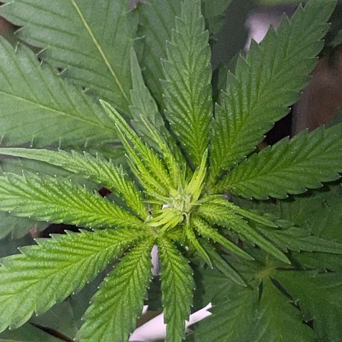 Tangerine Dream Fem by KilliczGe growlog timeline photo