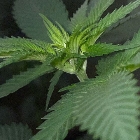 Tangerine Dream Fem by KilliczGe growlog timeline photo