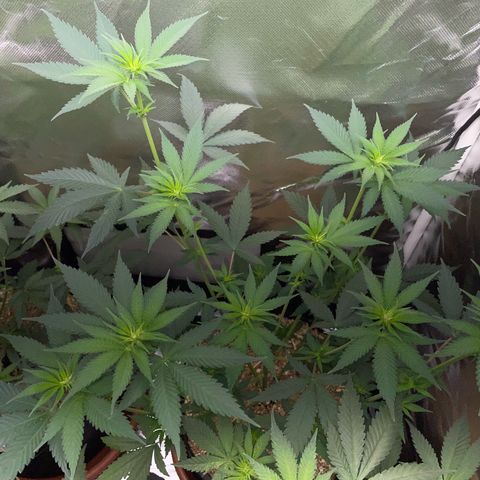 Tangerine Dream Fem by KilliczGe growlog timeline photo