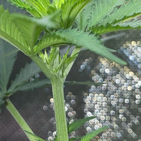 Cereal Milk Fem by KilliczGe growlog timeline photo