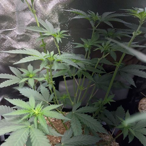 Cereal Milk Fem by KilliczGe growlog timeline photo