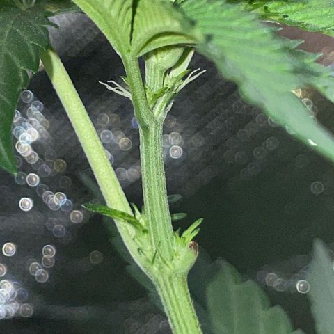 Cereal Milk Fem by KilliczGe growlog timeline photo