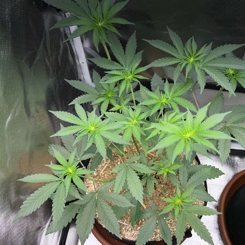Cereal Milk Fem by KilliczGe growlog timeline photo