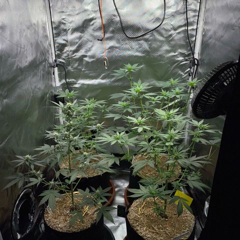 Girl Scout Cookies Fem by KilliczGe growlog timeline photo