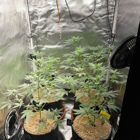 Girl Scout Cookies Fem by KilliczGe growlog timeline photo
