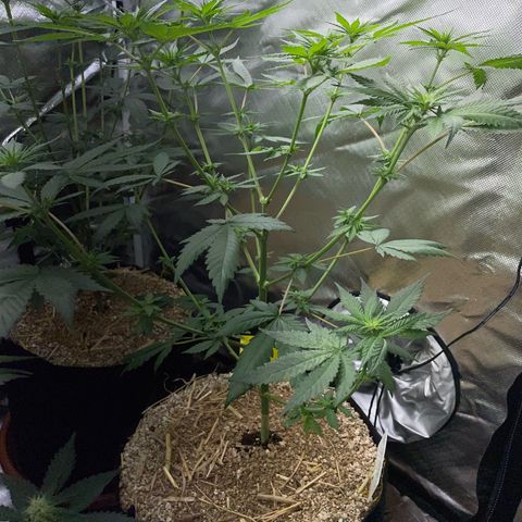 Girl Scout Cookies Fem by KilliczGe growlog timeline photo