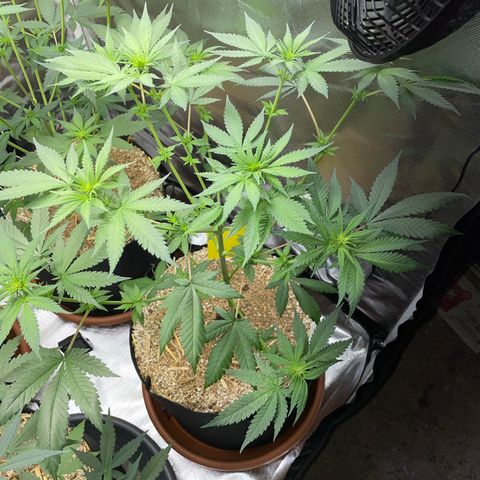Girl Scout Cookies Fem by KilliczGe growlog timeline photo