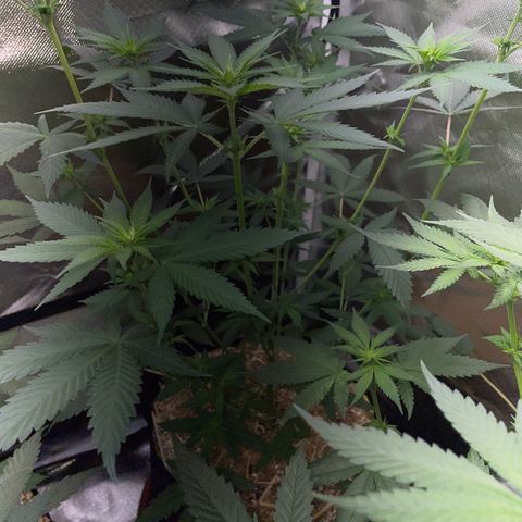 Tangerine Dream Fem by KilliczGe growlog timeline photo