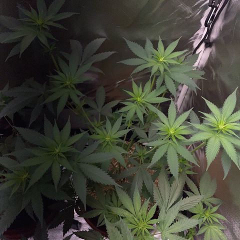 Tangerine Dream Fem by KilliczGe growlog timeline photo