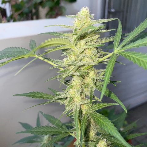 Late Outdoor season 25 - turned inside :D 1 AK48#2 auto  growlog timeline photo