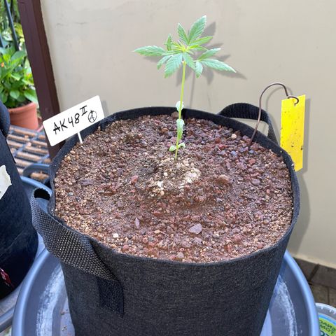 Late Outdoor season 25 - turned inside :D 1 AK48#2 auto  growlog timeline photo