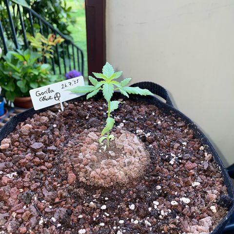 Late Outdoor season 25 - turned inside :D 1 AK48#2 auto  growlog timeline photo