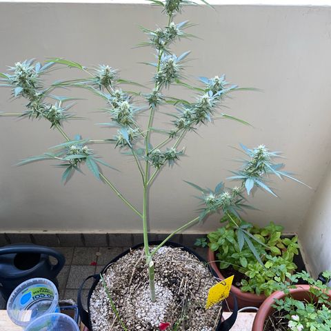Late Outdoor season 25 - turned inside :D 1 AK48#2 auto  growlog timeline photo