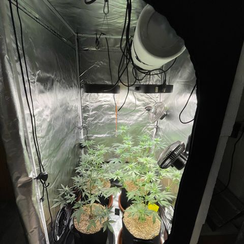 Girl Scout Cookies Fem by KilliczGe growlog timeline photo