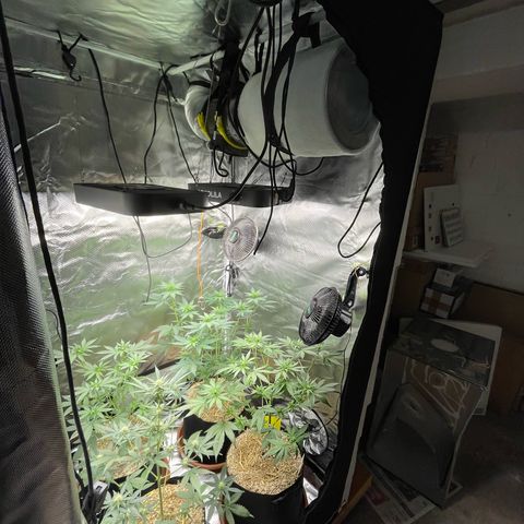 Girl Scout Cookies Fem by KilliczGe growlog timeline photo