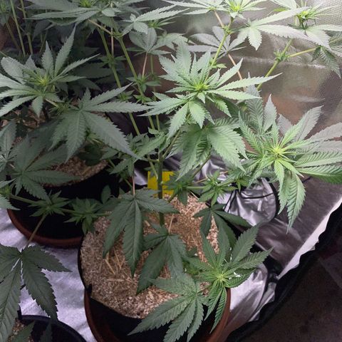 Girl Scout Cookies Fem by KilliczGe growlog timeline photo