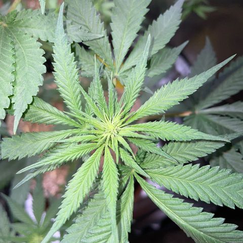 Girl Scout Cookies Fem by KilliczGe growlog timeline photo