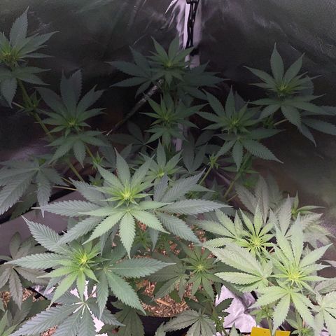 Tangerine Dream Fem by KilliczGe growlog timeline photo