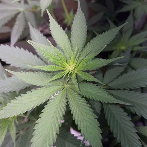 Tangerine Dream Fem by KilliczGe growlog timeline photo
