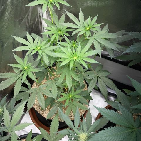 Cereal Milk Fem by KilliczGe growlog timeline photo
