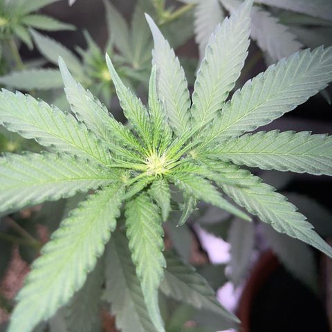Cereal Milk Fem by KilliczGe growlog timeline photo