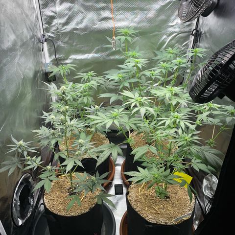 Girl Scout Cookies Fem by KilliczGe growlog timeline photo