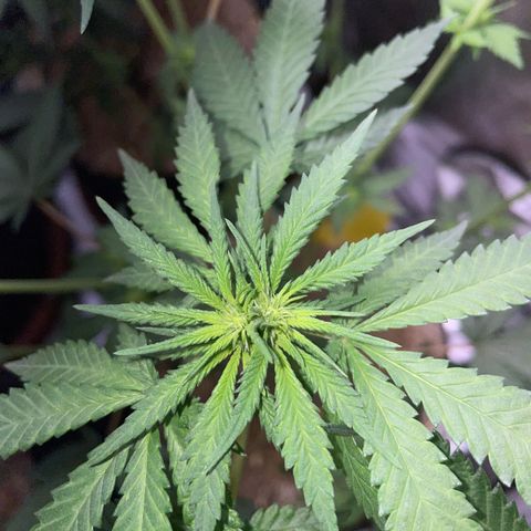 Girl Scout Cookies Fem by KilliczGe growlog timeline photo