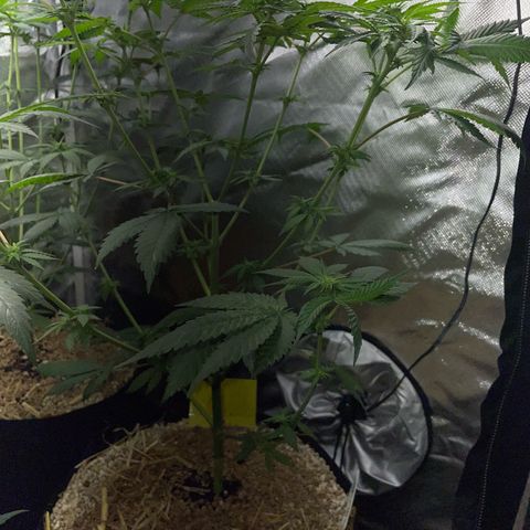 Girl Scout Cookies Fem by KilliczGe growlog timeline photo