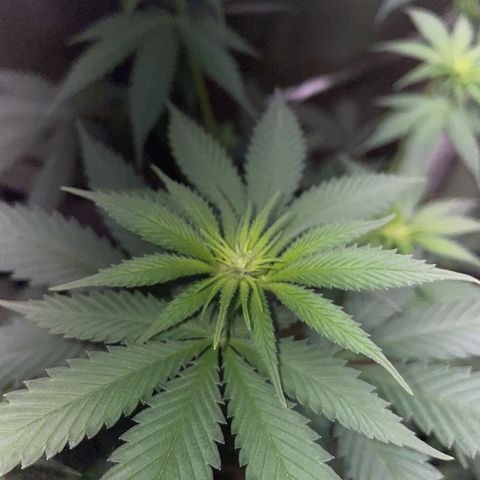 Tangerine Dream Fem by KilliczGe growlog timeline photo