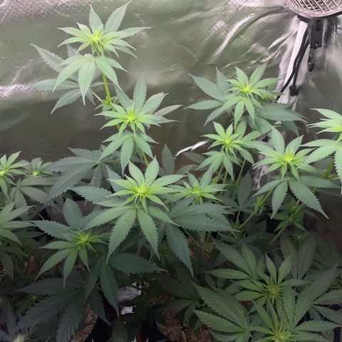Tangerine Dream Fem by KilliczGe growlog timeline photo