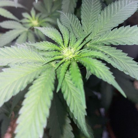 Cereal Milk Fem by KilliczGe growlog timeline photo