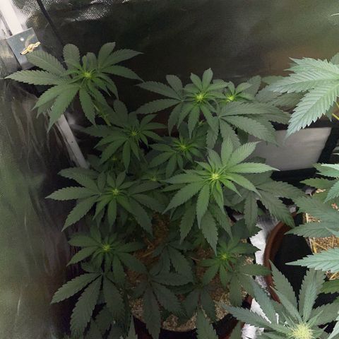 Cereal Milk Fem by KilliczGe growlog timeline photo
