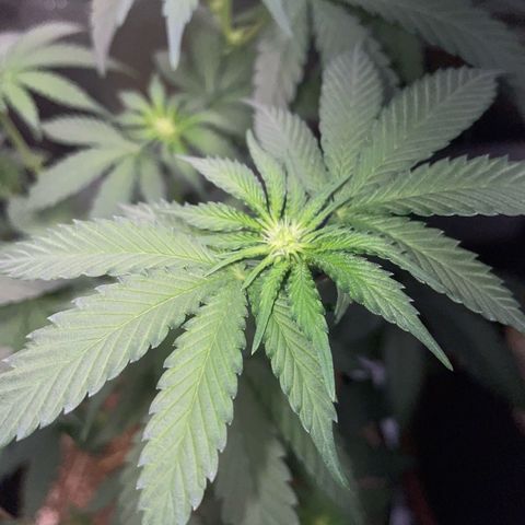 Cereal Milk Fem by KilliczGe growlog timeline photo
