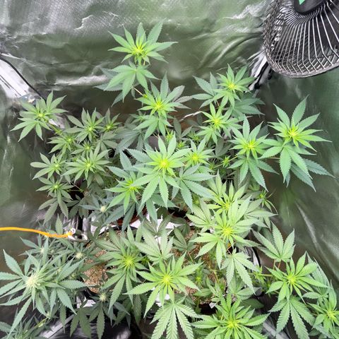 Girl Scout Cookies Fem by KilliczGe growlog timeline photo